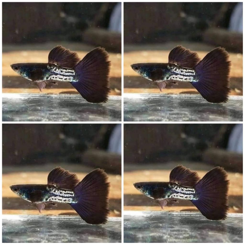 GUPPY METAL SNAKE SKIN BLACK TAIL (MSSBT) BLACK INDUKAN