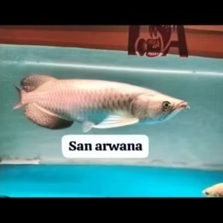 link new jardini produk batik jardini red pearl