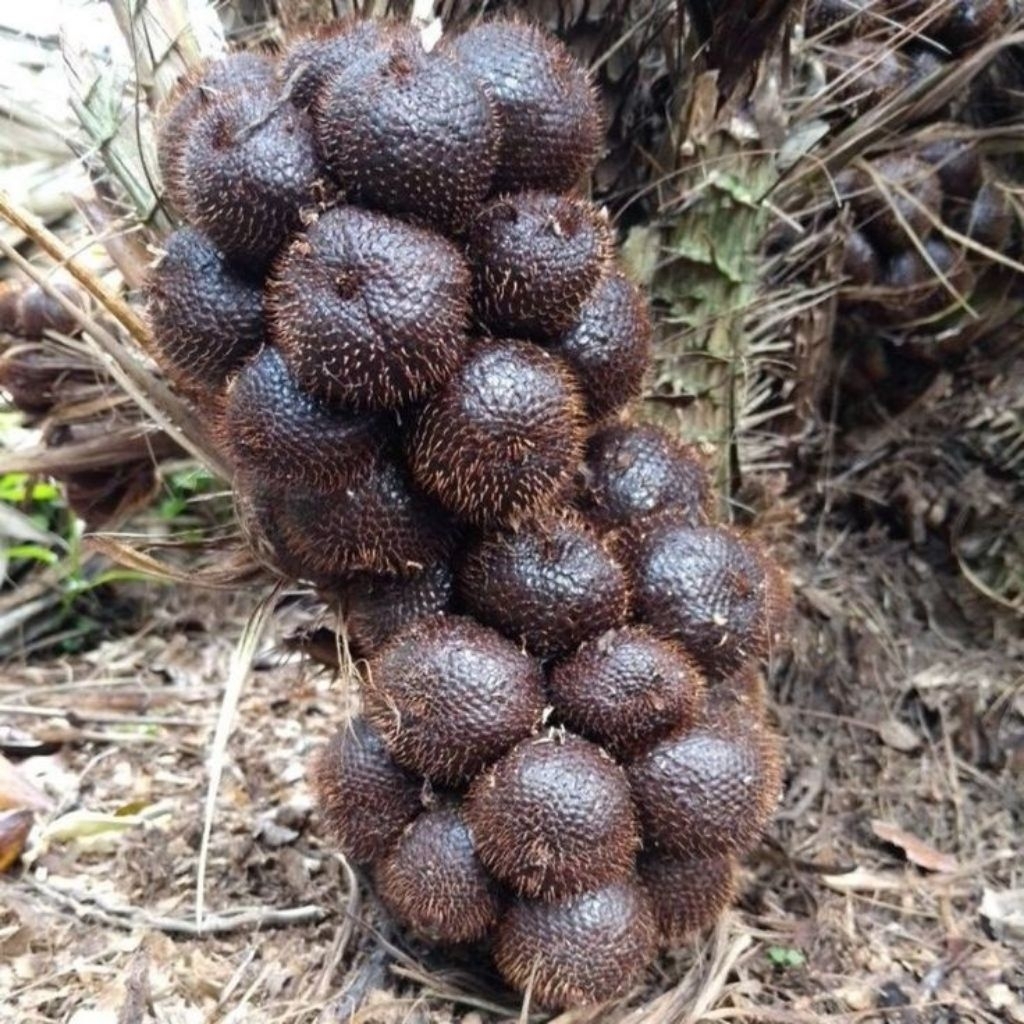 Bibit Salak Pondoh Asli