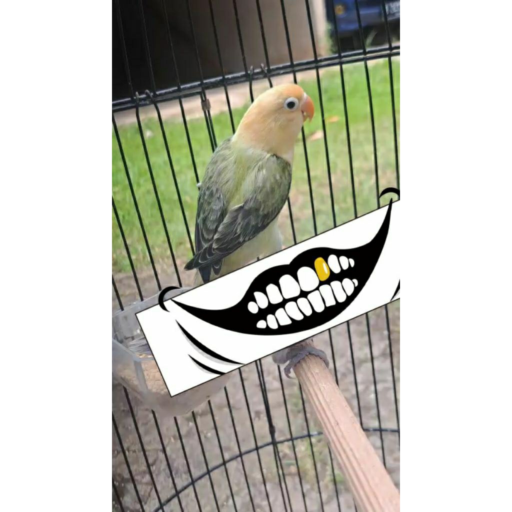 LOVE BIRD BIO PB EWING JANTAN USIA REMAJA