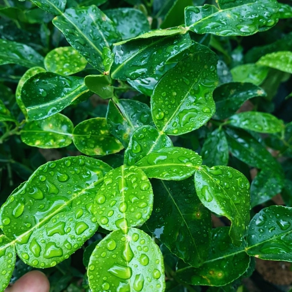 DAUN JERUK PURUT SEGAR