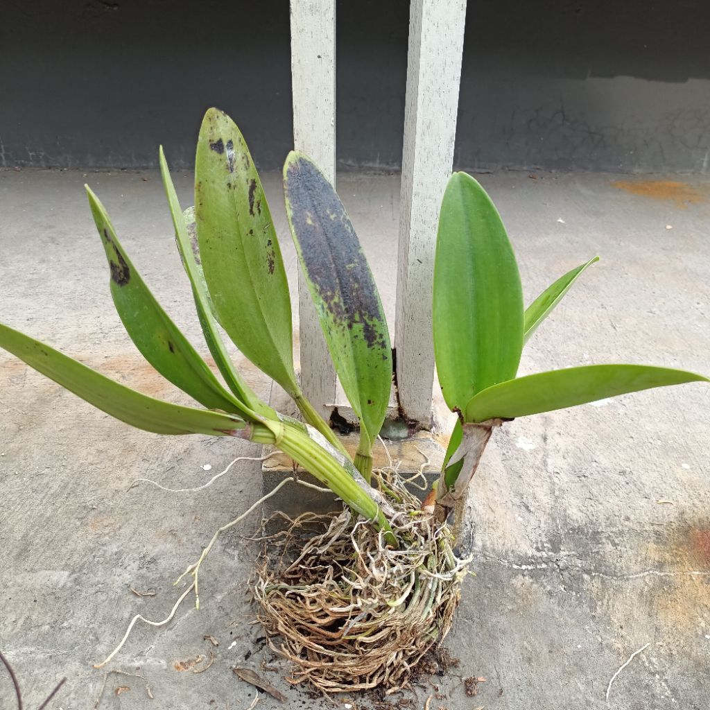 Tanaman anggrek cattleya mantini dewasa bunga ungu besar wangi kode F