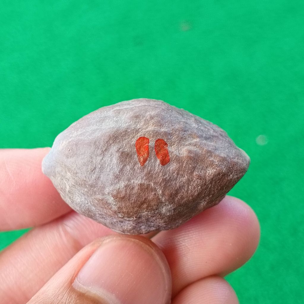 Muncang Adu 4G JR kode 11