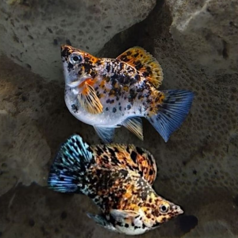 Isian Paludarium, Aquascape Molly Calico Balon & Keong