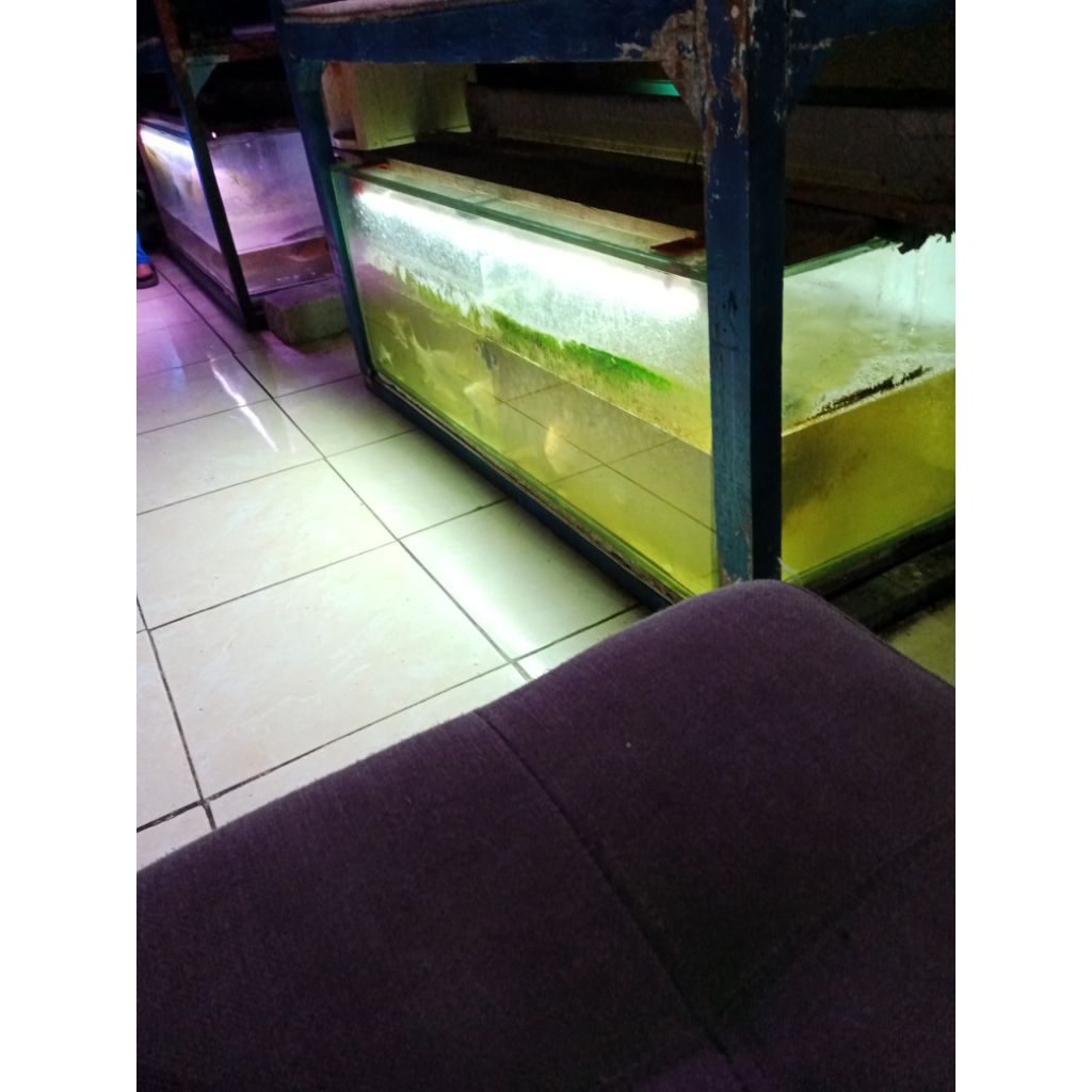 kura2 Brazil kerapas -+17cm