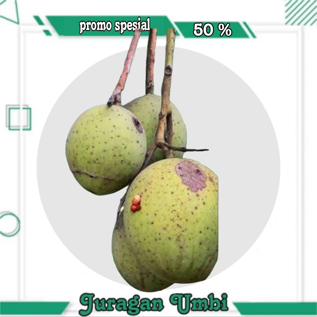Buah bacang / buah limus buah pakel 1 kg