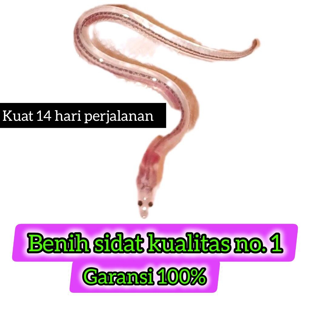 Benih ikan sidat 70 ekor (glass eels bicolor)