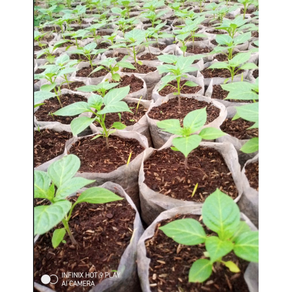 tanaman pohon cabe/cabai gendot