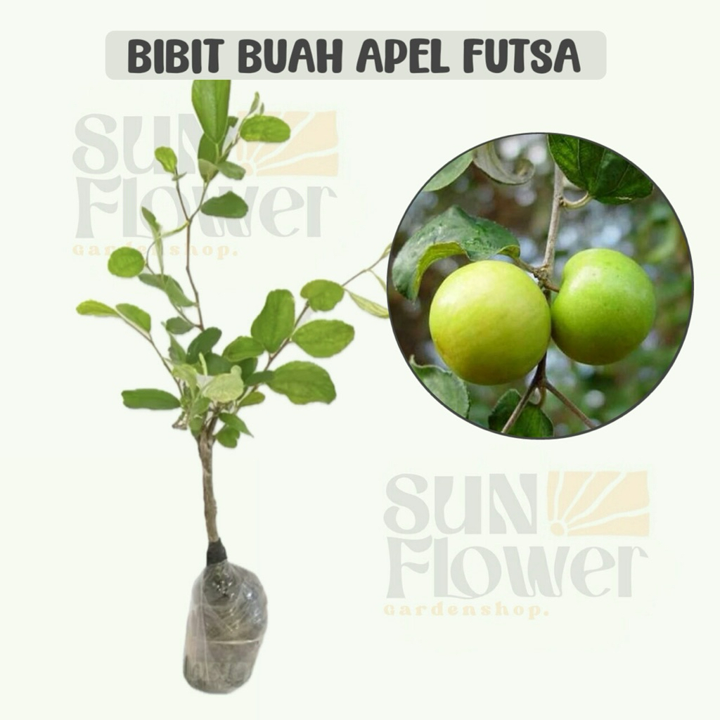 bibit buah apel futsa