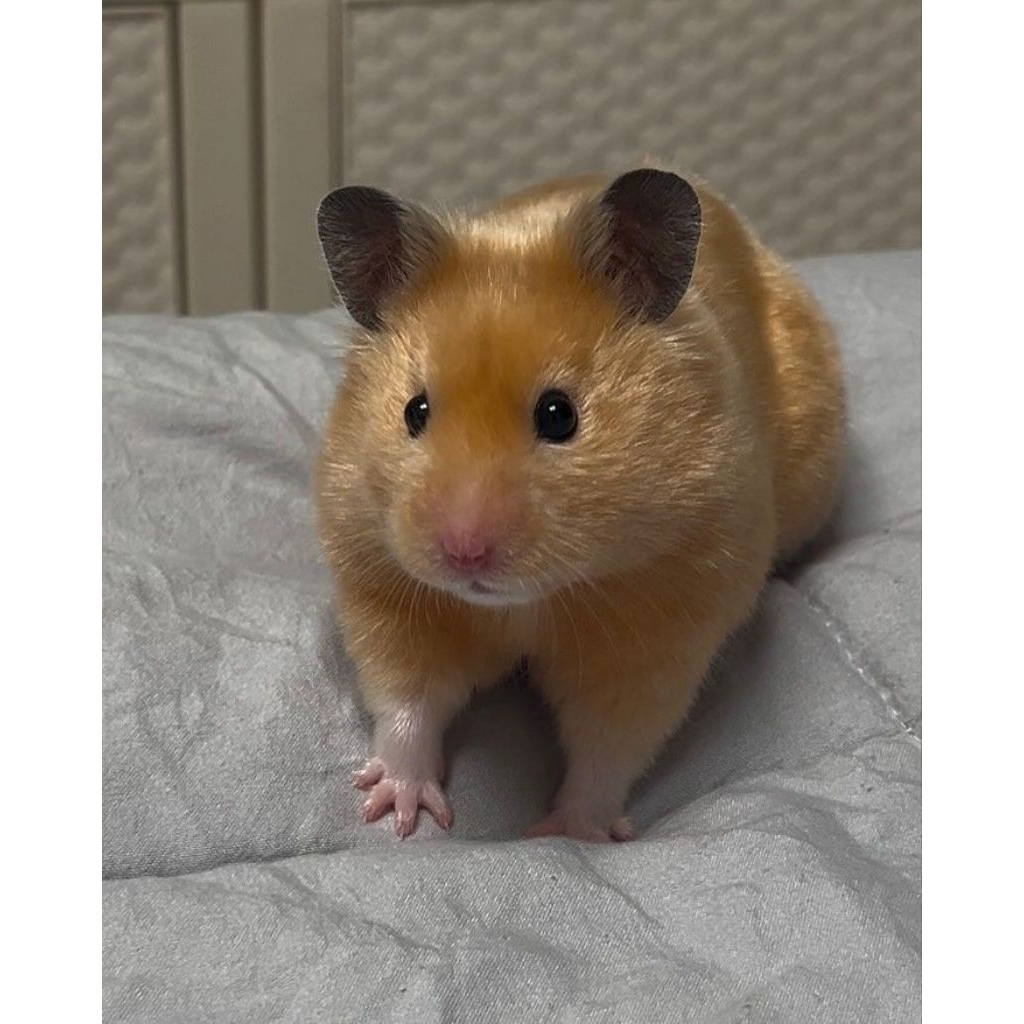 Hamster yellow satin bulu (mengkilap) rare/ langka