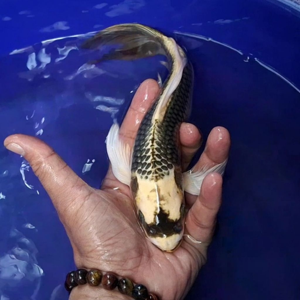 Ikan Koi Blitar Jenis Kumpay Slayer / Rumah Koi Jakarta / kode 009