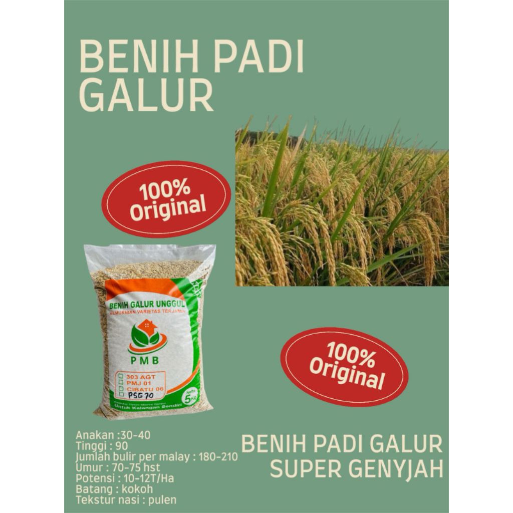 benih padi super genjah kemasan 5k