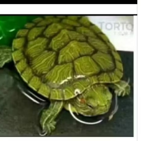 kura kura brazil size 4-5cm.jiminan hidup