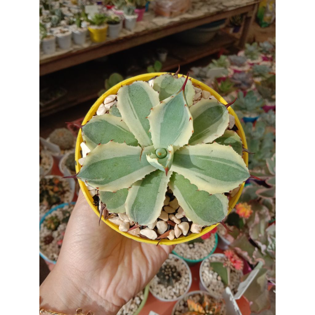 SUKULEN AGAVE KISHOKAN FREE POT