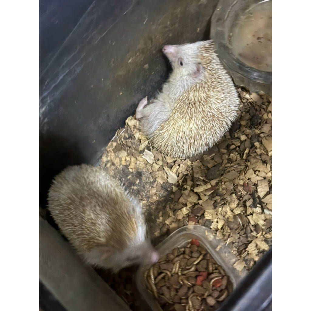 LANDAK MINI ALBINO SEPASANG PROVEN