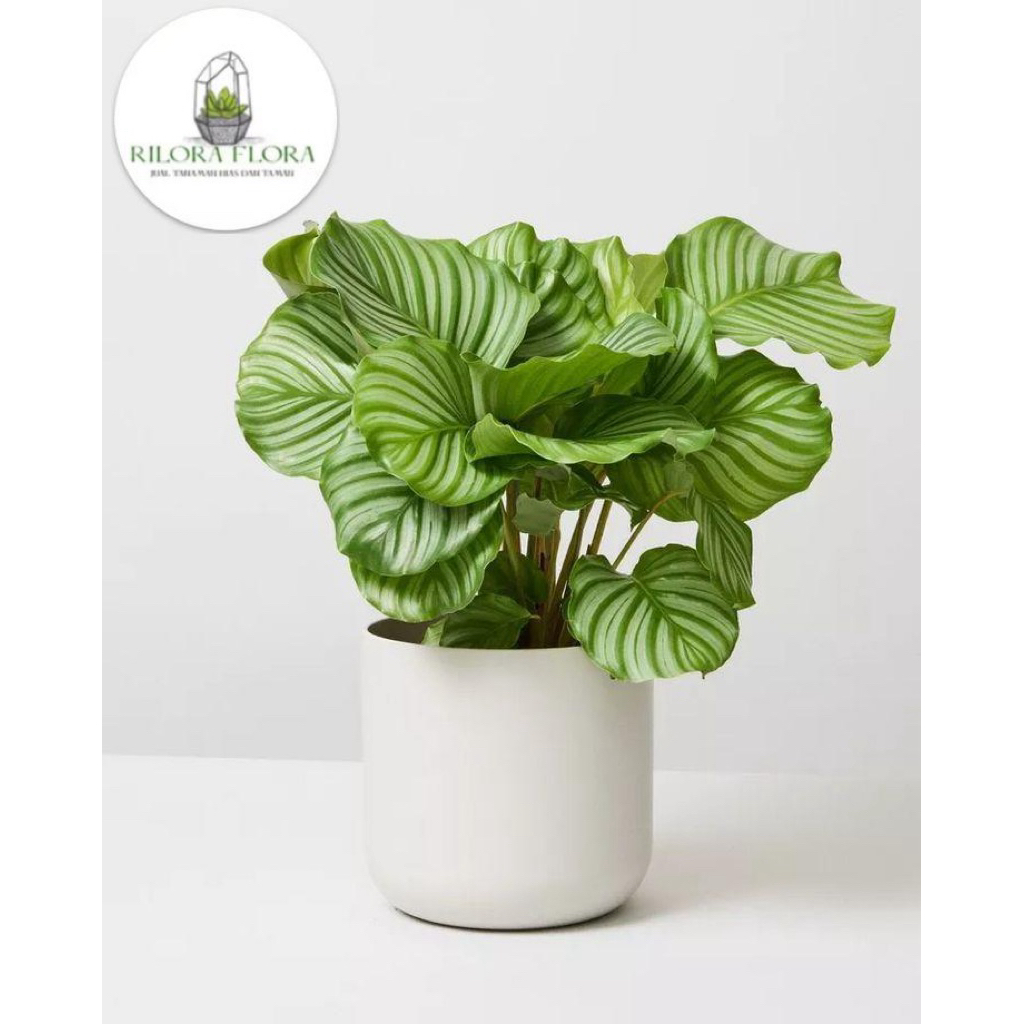 Tanaman hias calathea orbifolia - Pohon calathea orbifolia