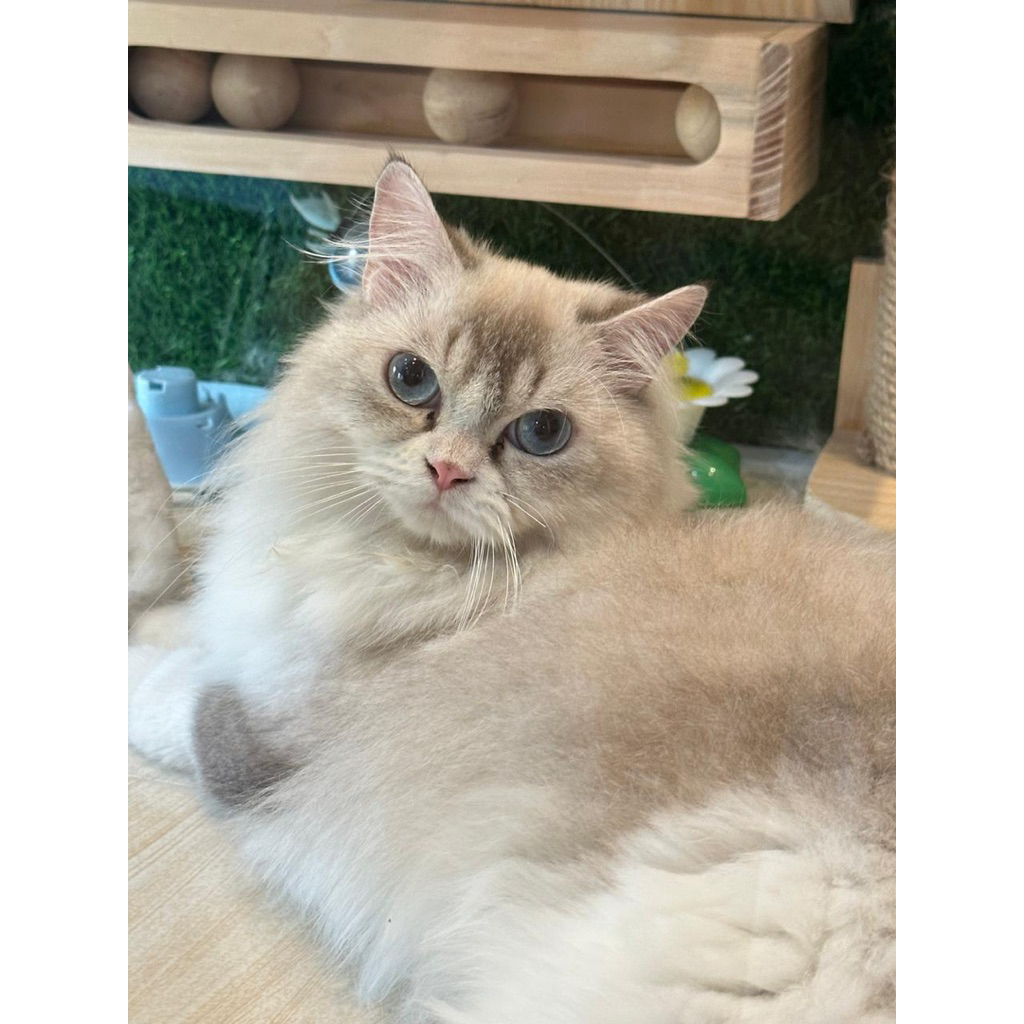 Kucing Ras Ragdoll Betina Dewasa Blue Eyes Cantik Manja