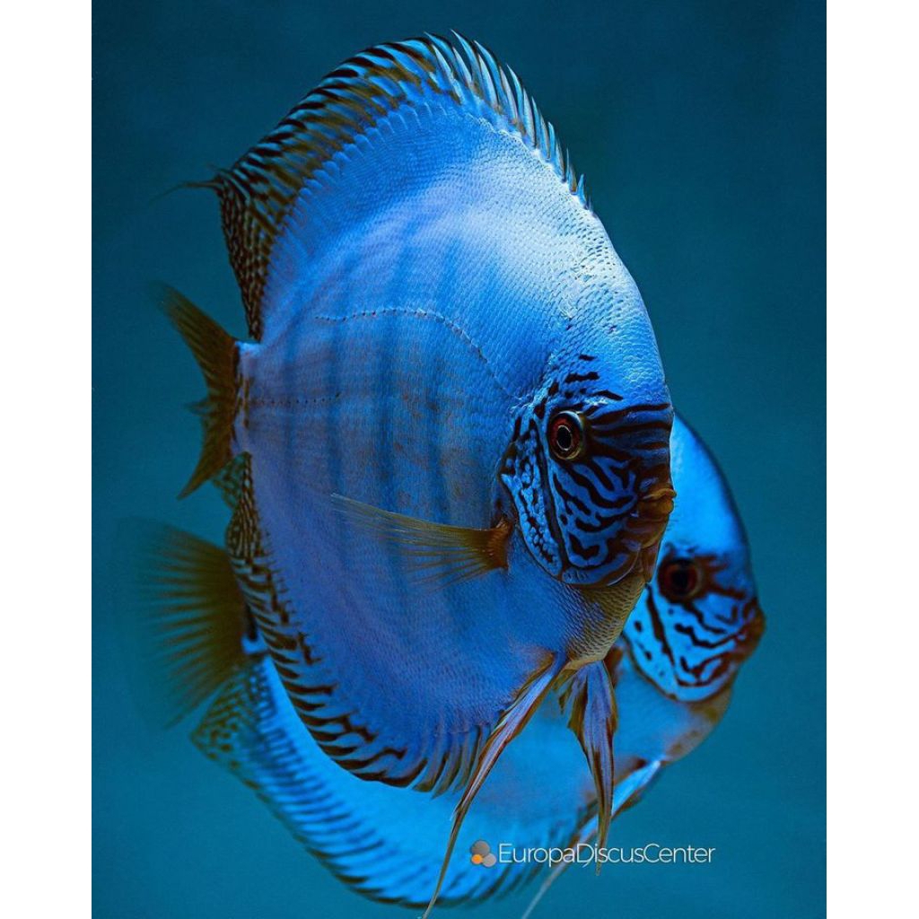 Discus Blue Cobalt Hiasan aquarium Aquascape