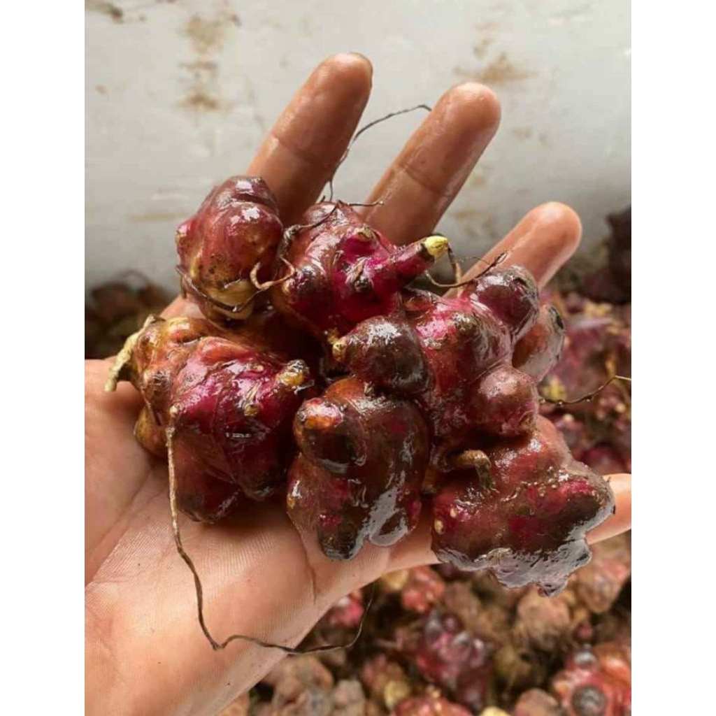 Bibit Ubi Yacon Asli Wonosobo 100% Hidup, Tanaman Sehat, Daun Insulin