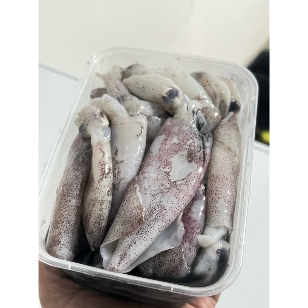 CUMI BESAR 1 Kg