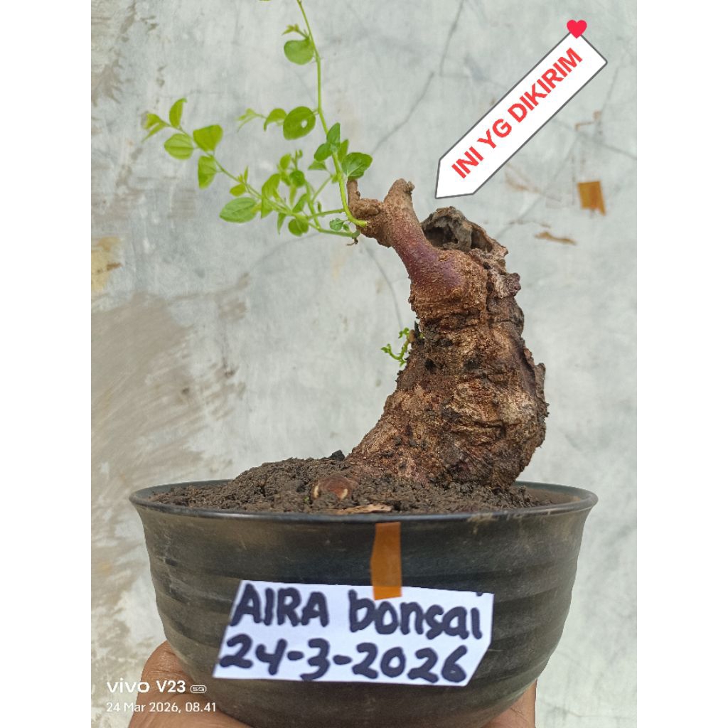 bahan bonsai bidara dongkelan