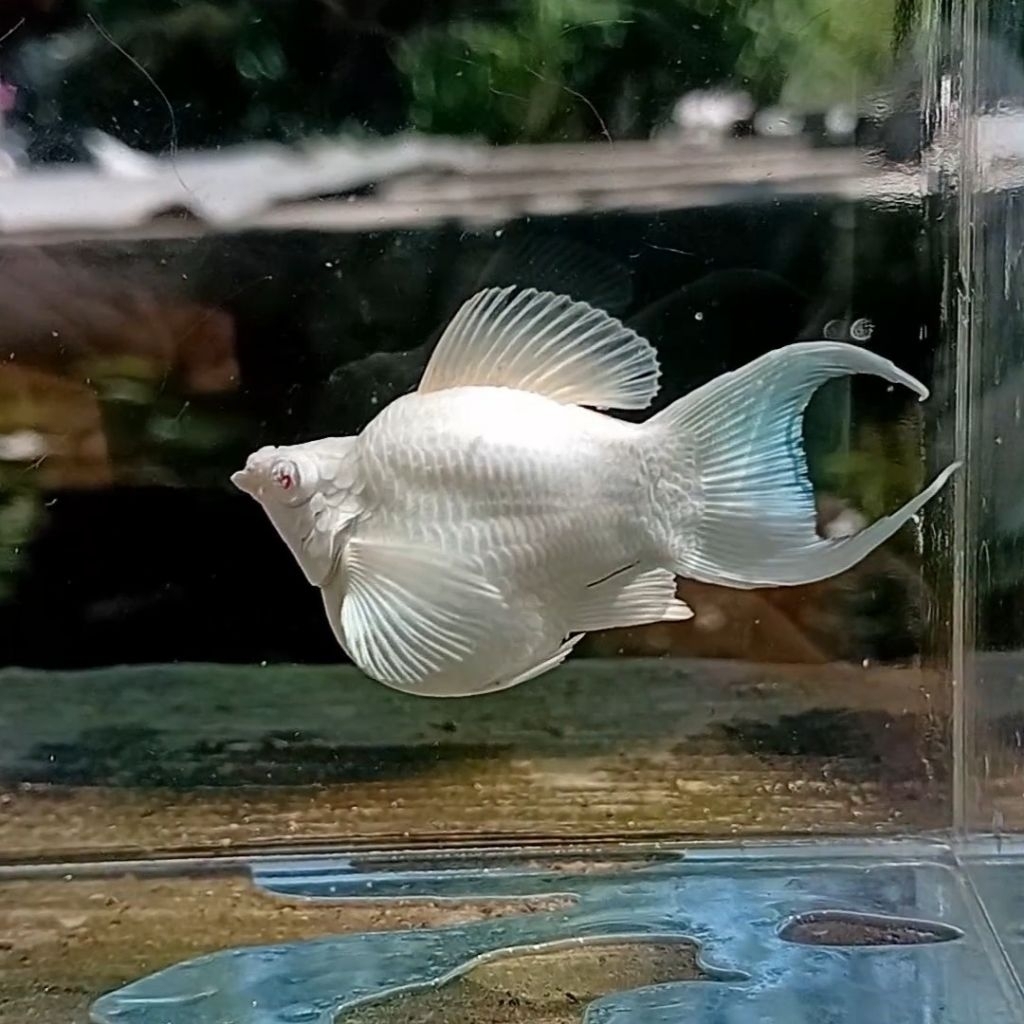 Molly Platinum Mata Merah