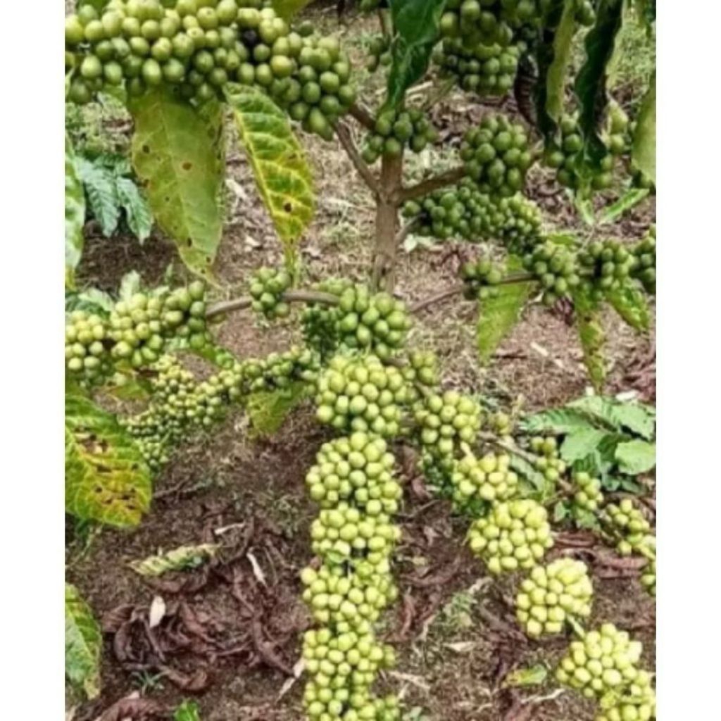 ENTRES STEK KOPI BRAZIL 80.000 25 ENTRES