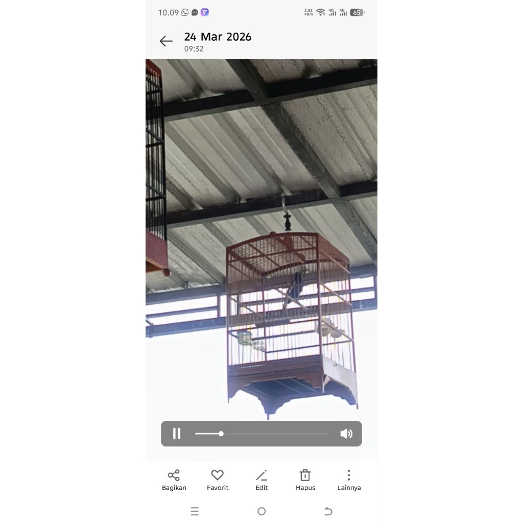 Burung kacer dada hitam RAWATAN