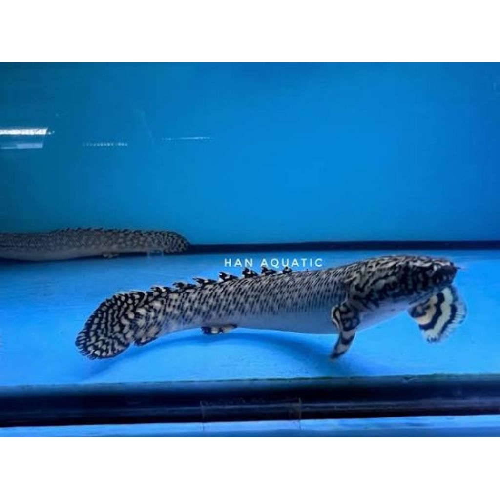 HIASAN AQUARIUM|PALMAS ORNA HOBBY