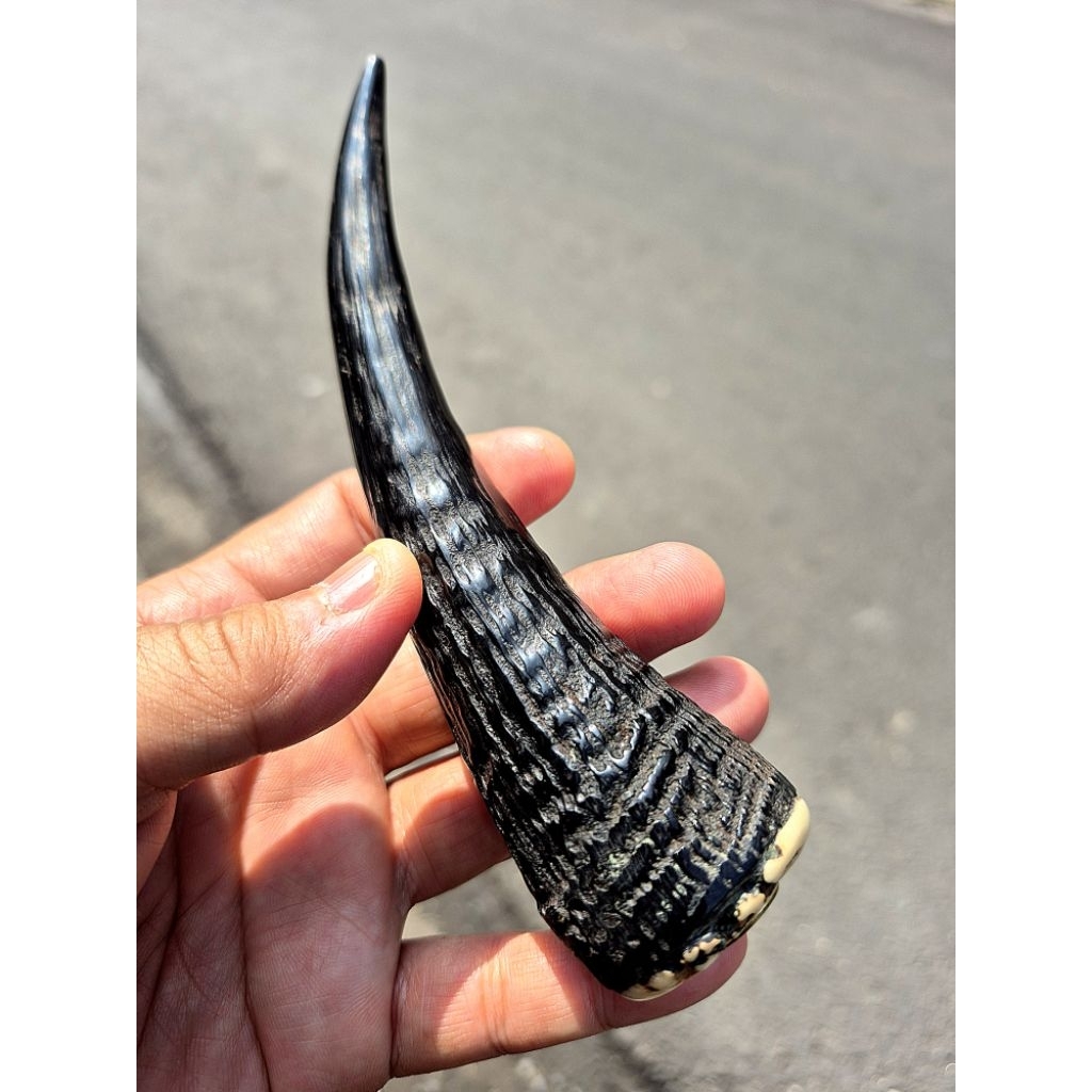 once pipa tanduk kamhut jumbo