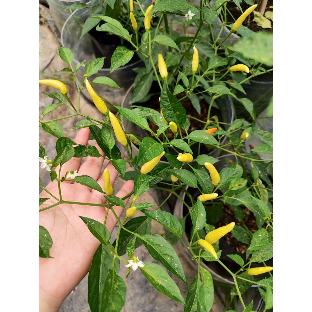 pohon cabe rawit dewata, sudah berbuah