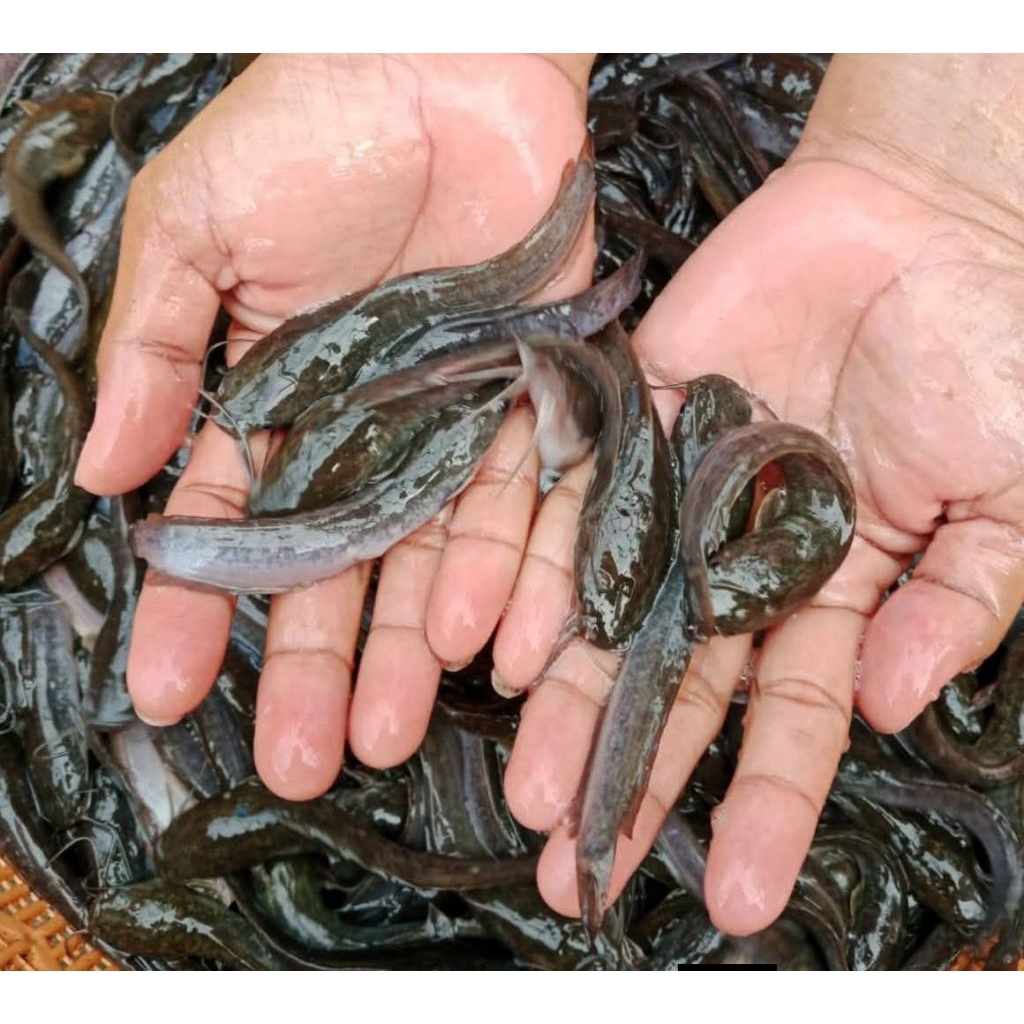 bibit lele 7-8 50 e/biji