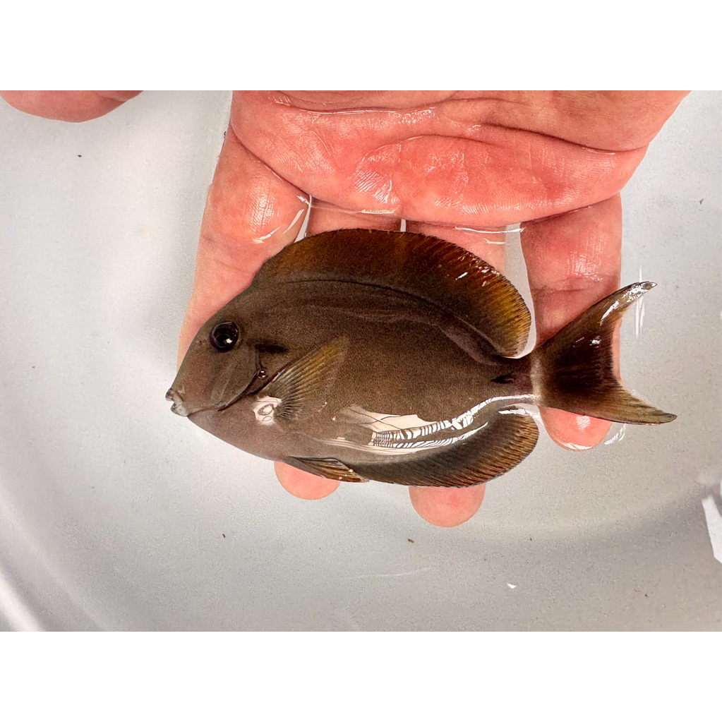 ikan hias laut botana cauda / botana kapsul hitam / black stripe tang