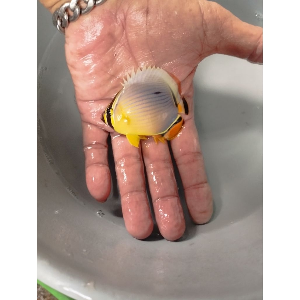 Ikan Hias Laut Kepe Pasangan