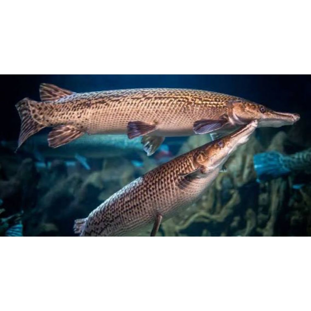 spatula aligator gar gerigi duri size 9-10 cm