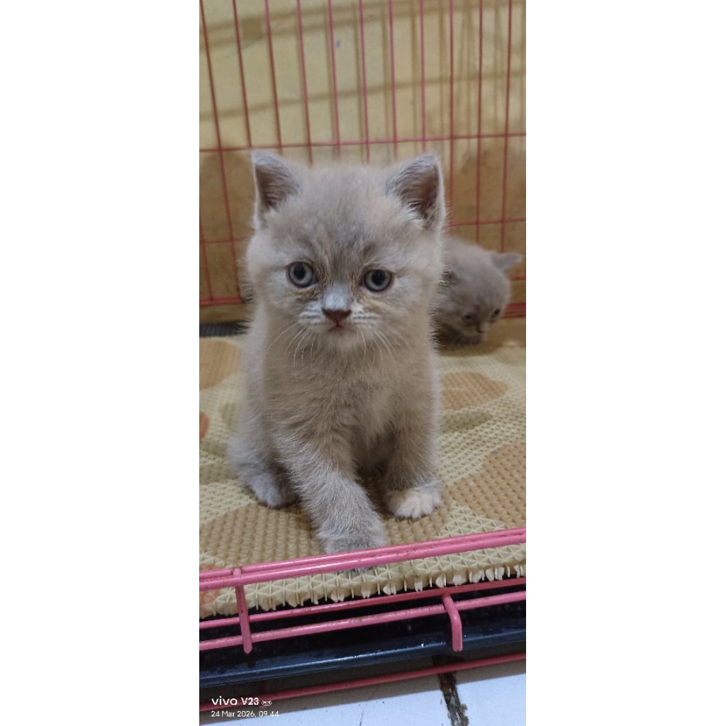 kitten british shorthair