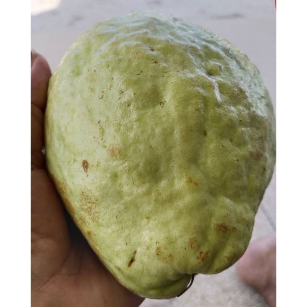 JAMBU BIJI MEDAN/JAMBU BANGKOK 5KG
