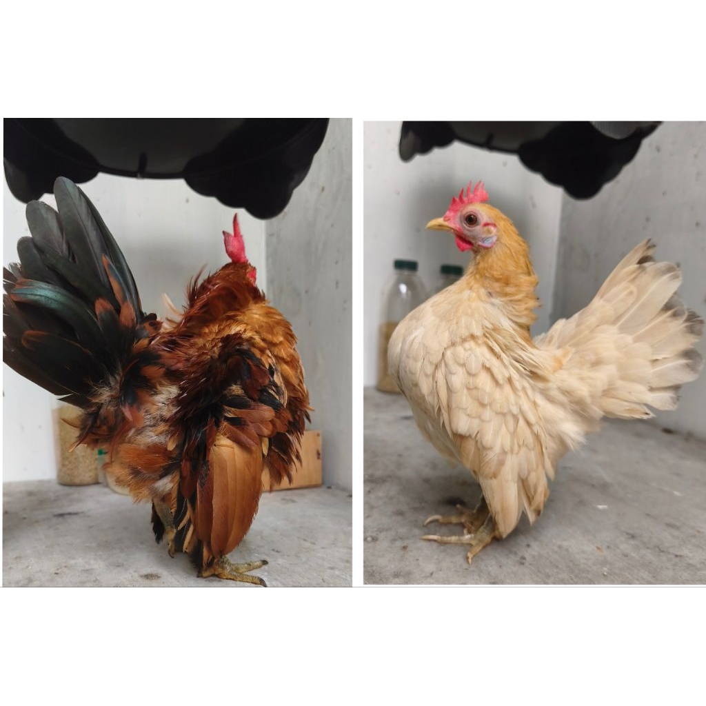 Ayam Hias Serama