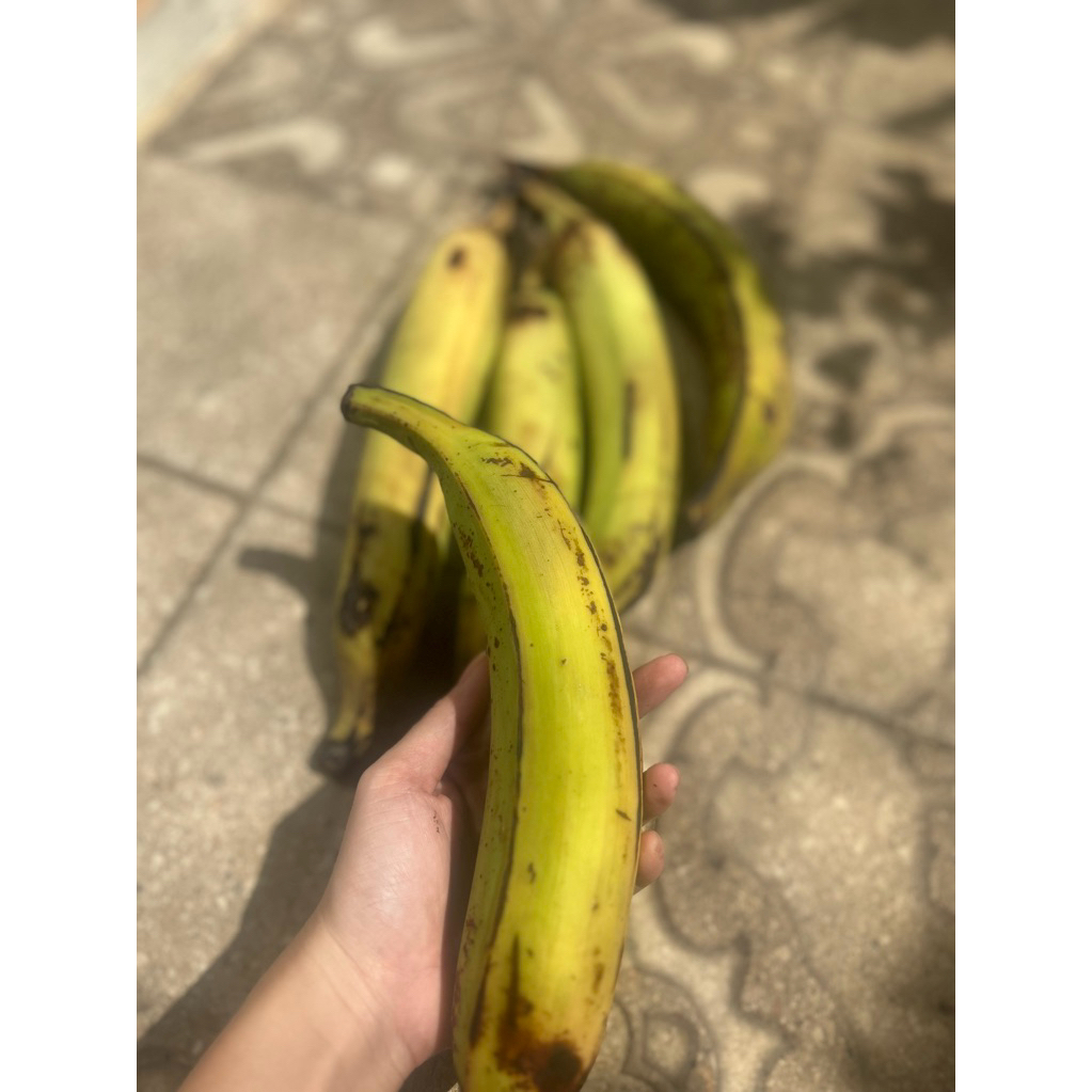 Pisang Tanduk Matang Tua Pohon Tanpa Karbit Pematang