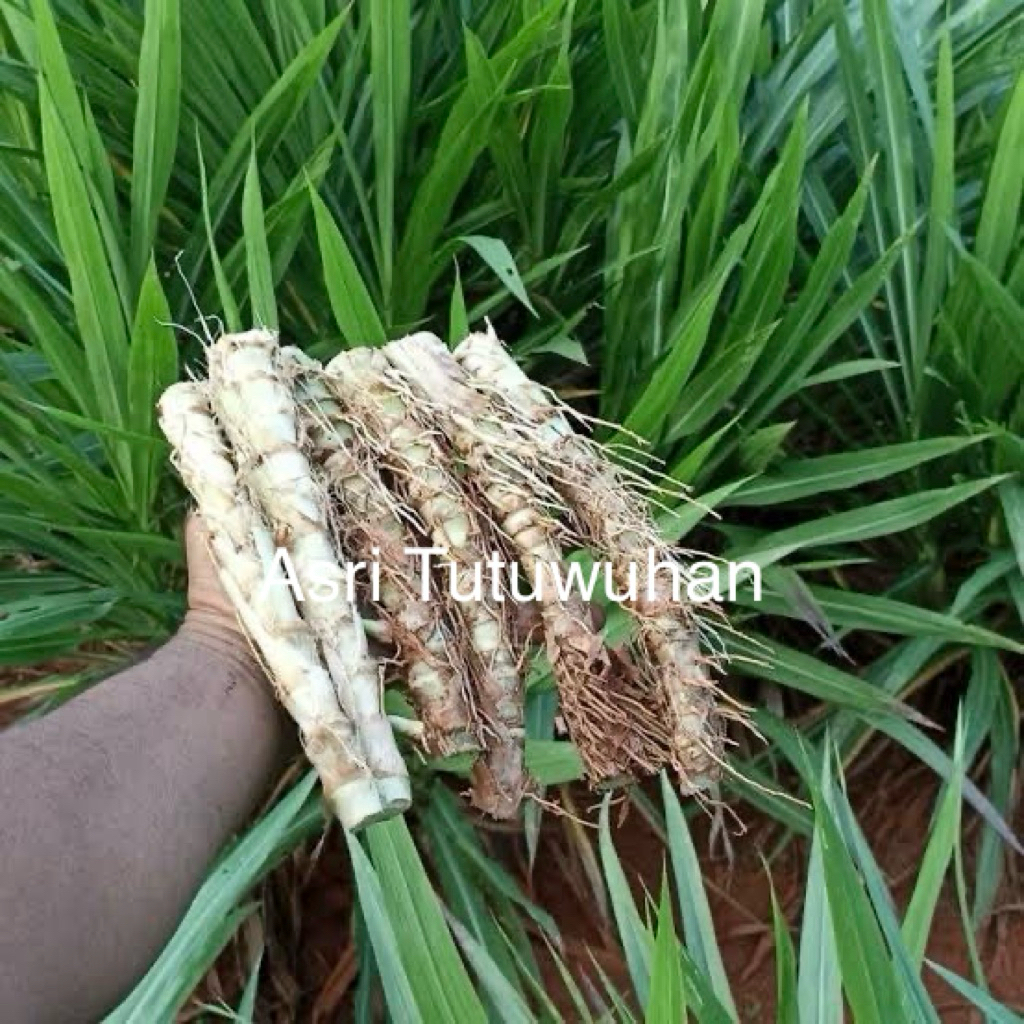 Bibit Odot Super 1 Kg Bibit Rumput Odot Super Berkualitas