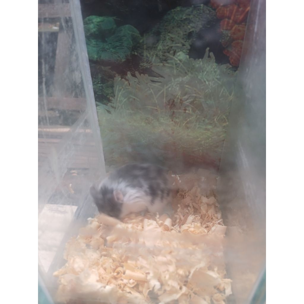 HAMSTER CAMPBELL PANDA