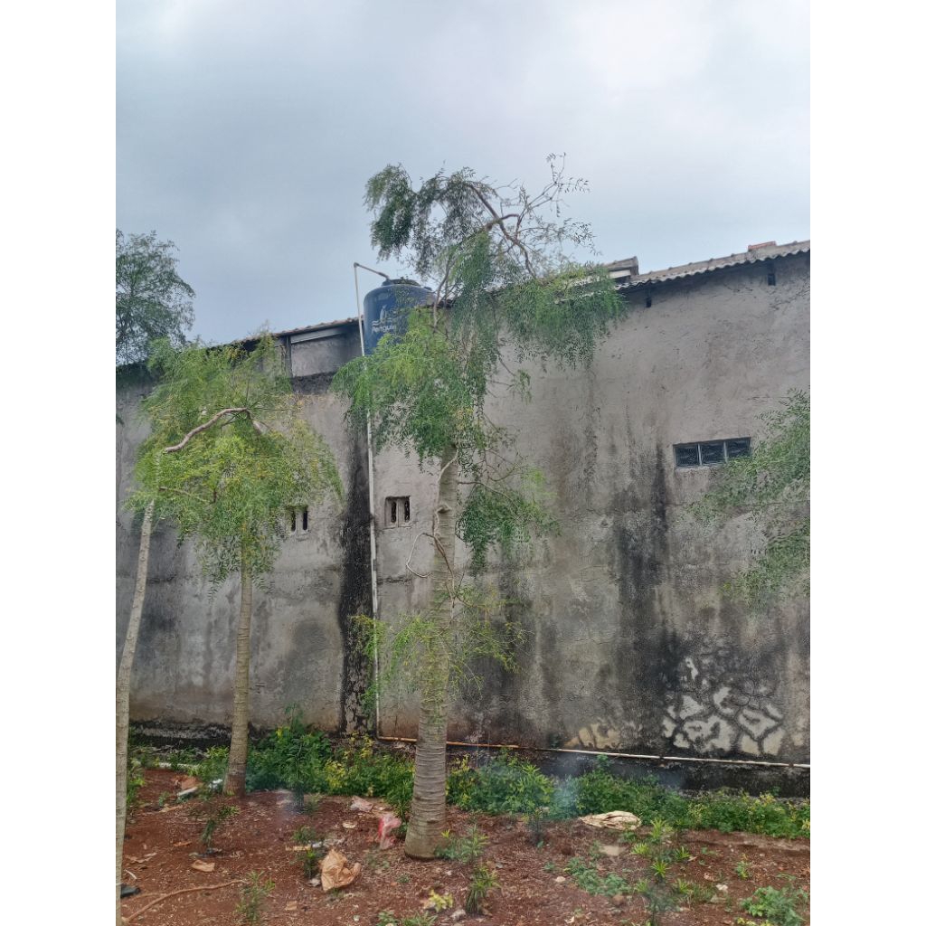 Pohon moringga kelor afrika