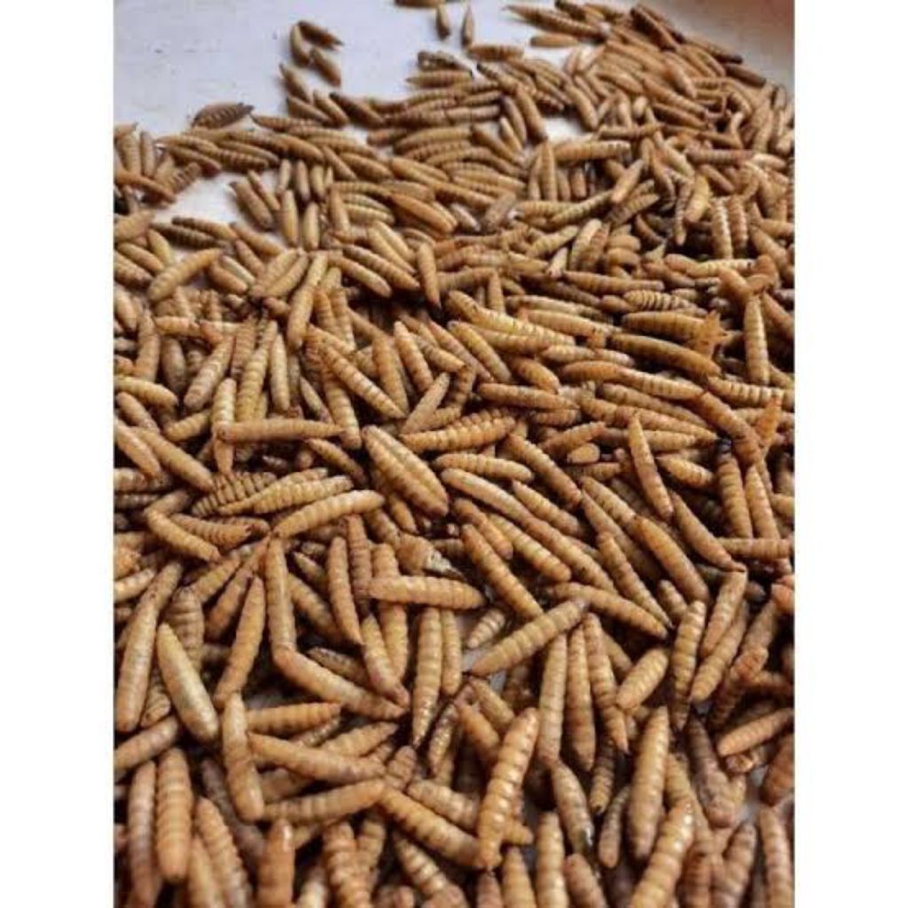 Maggot BSF Kering PREMIUM