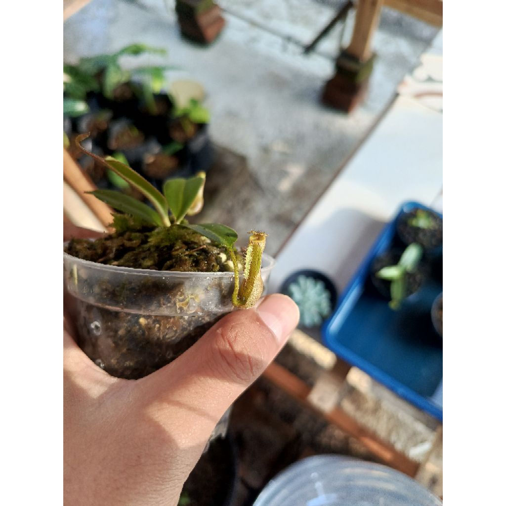 Nepenthes (Faizaliana x Clipeata) x Gymnamphora | Tanaman Carnivora | Tanaman hias | Tanaman pemakan