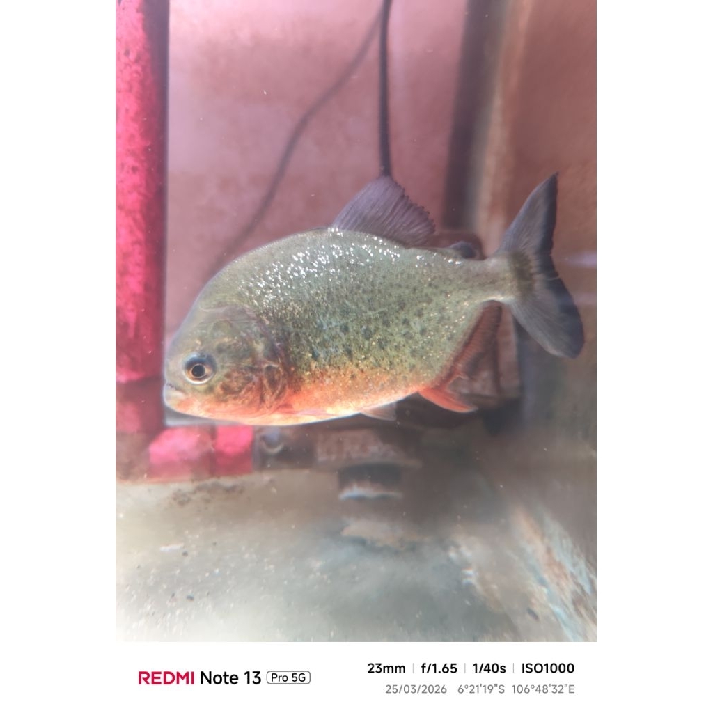ikan piranha red belly