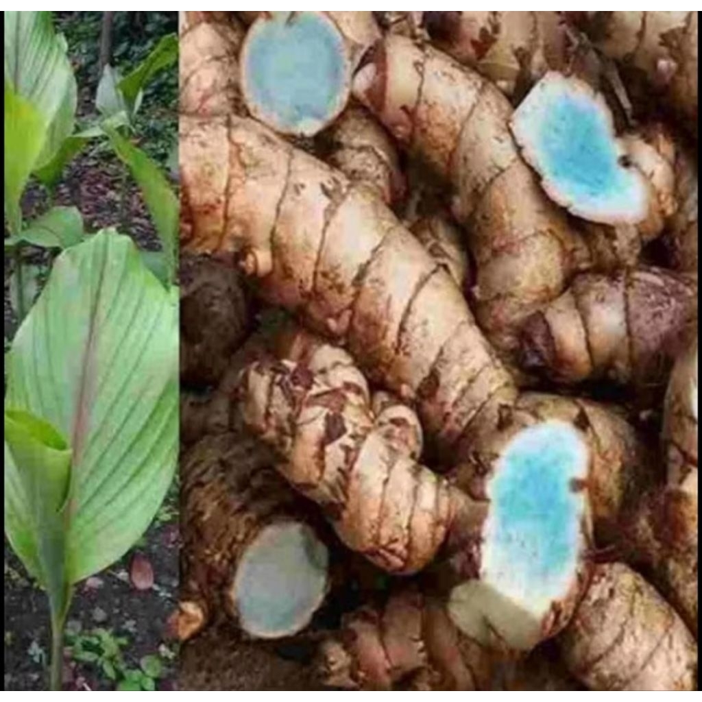 Kunyit hitam,/temu hitam,kunyit hitam herbal 1 kg