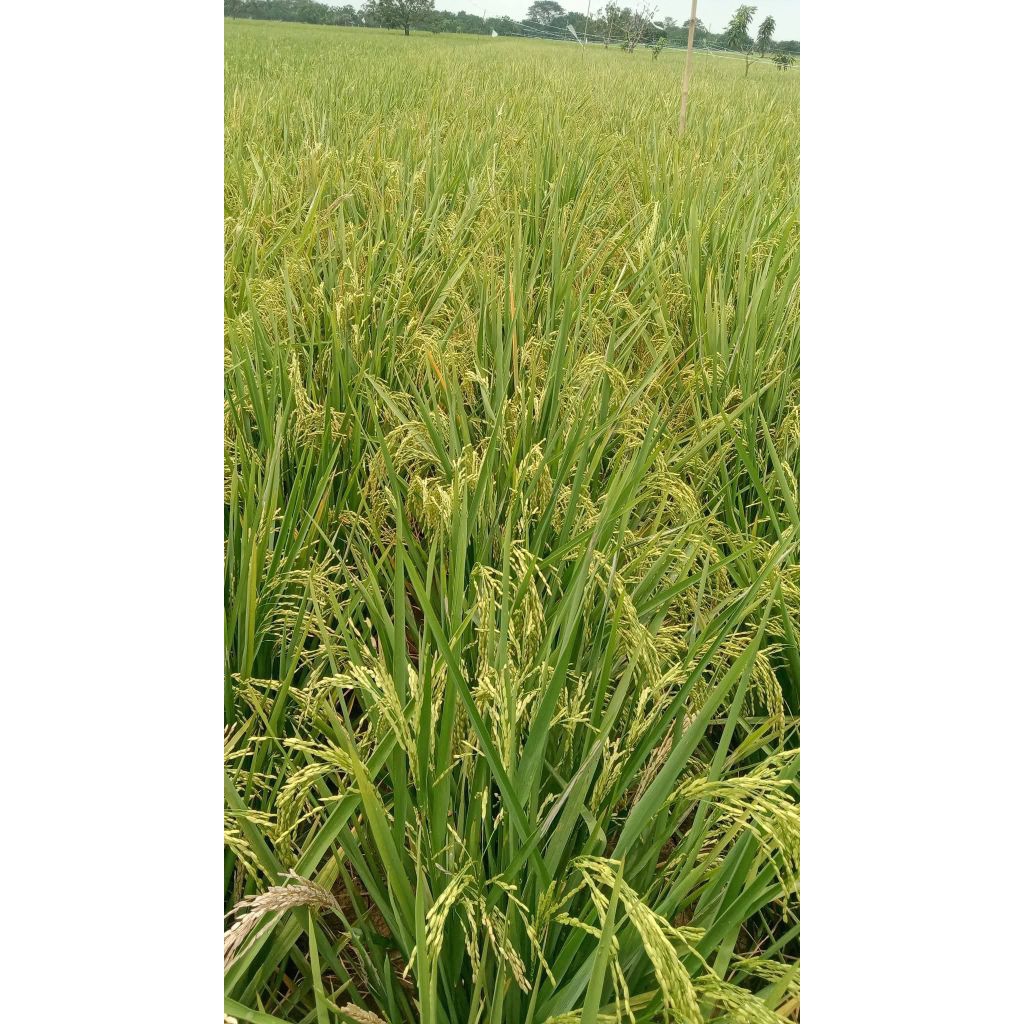 Benih Padi Trisakti Kemasan 5kg premium