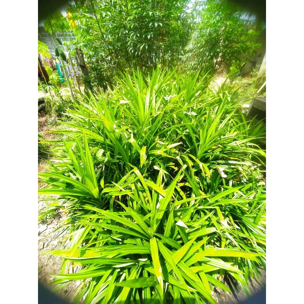 Daun pandan dan bibit daun pandan hijah harum