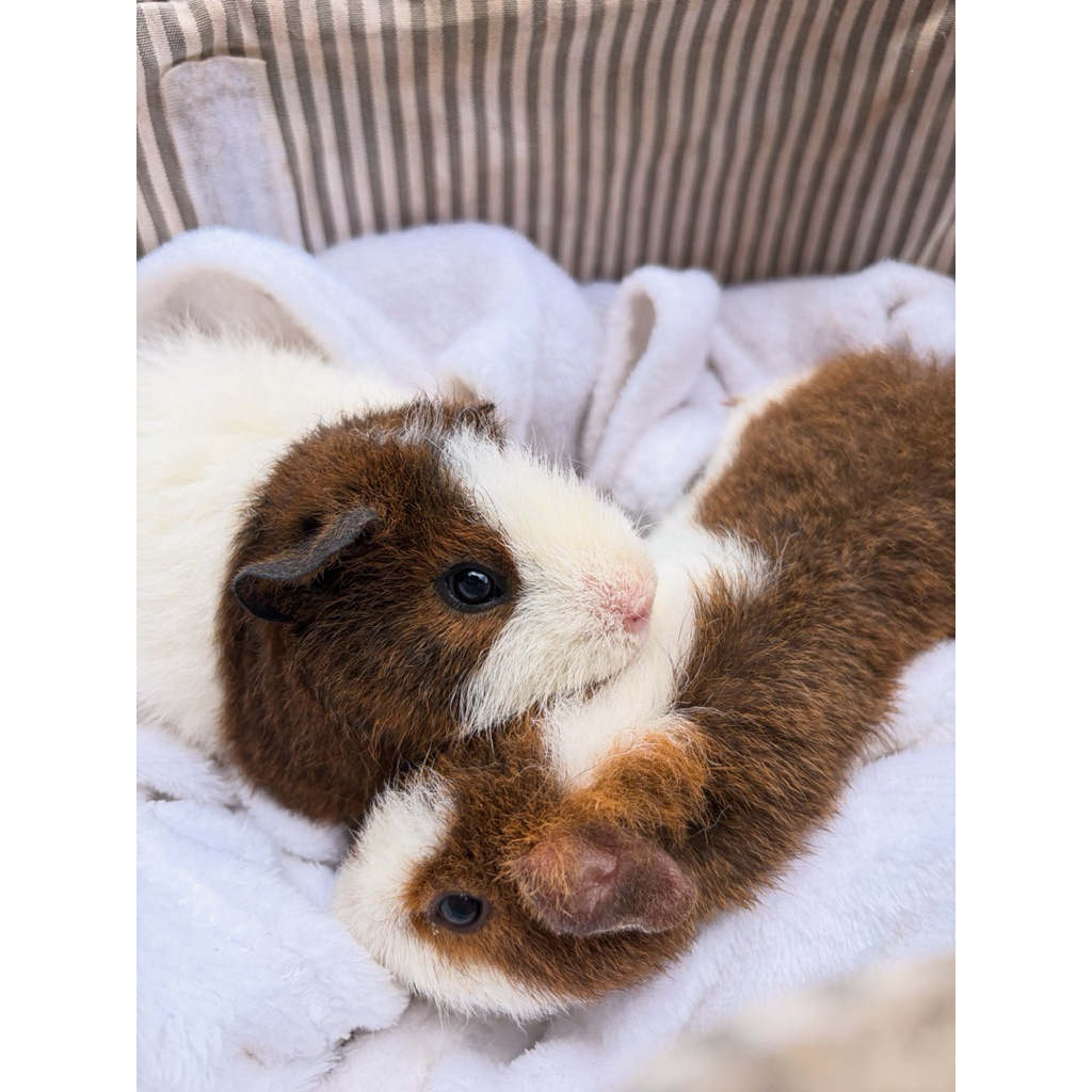SEPASANG MARMUT HIAS TEDDY GUINEA PIG TEDDY