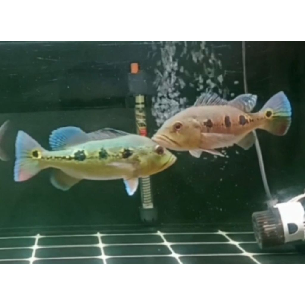 Pbass Orinoco Spot Oreo Size 20 cm